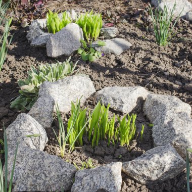 Bahçede peyzaj. Doğal görünümü. Seçici odak.