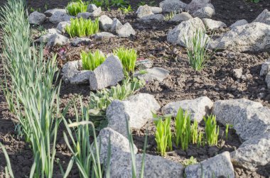 Bahçede peyzaj. Doğal görünümü. Seçici odak.