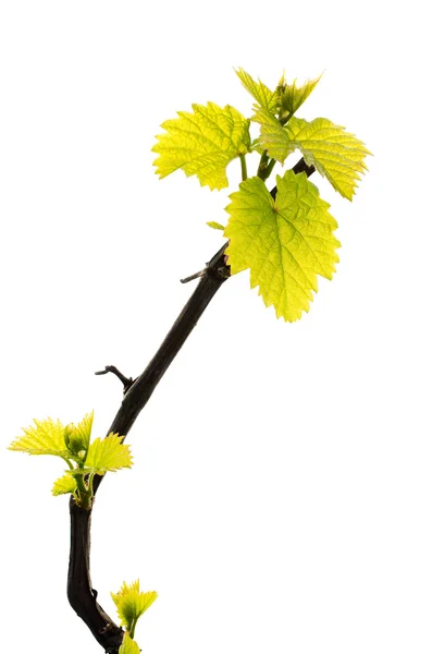 Fresh Green Grape Leaf isolated on white background — Stock Photo, Image