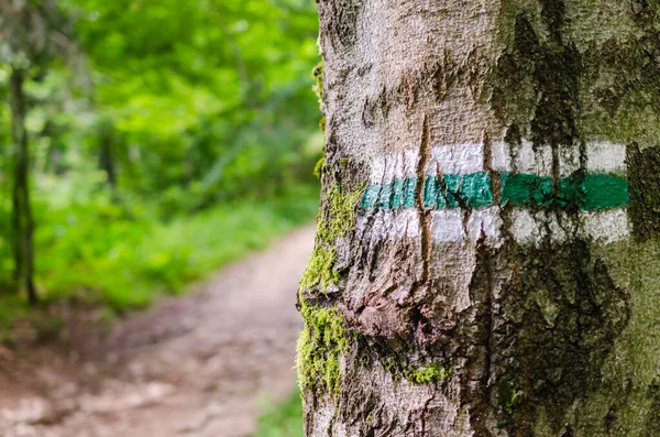 Marking the tourist route painted on the tree. Detail of touristic marking on green hiking trails.