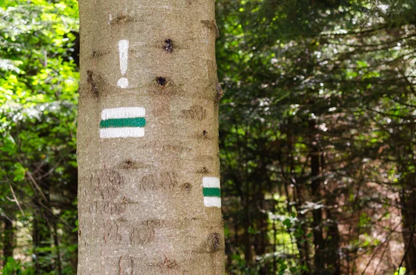 Green hiking trail. Detail of touristic marking on hiking trails. Forest navigating map.