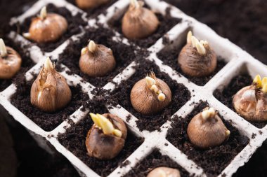 Bahar çiçekleri ekiyorum. Bahçıvanlık aletleri ve çömleğe yerleştirilmiş kruvazör ampulleri. Üst görünüm.