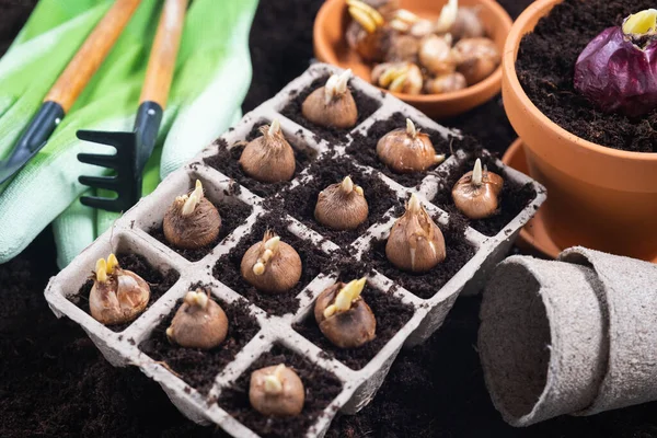 Plantando Flores Primavera Herramientas Jardinería Plántulas Bulbosas Plantadas Macetas Turba — Foto de Stock