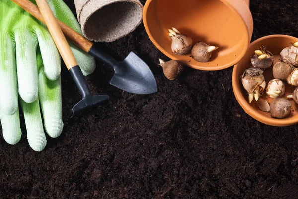 Plantning Forårsblomster Havearbejde Værktøjer Urtepotter Krokus Pærer Frugtbar Jord Tekstur - Stock-foto