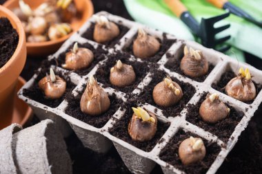 Bahar bahçıvanlığı geçmişi. Bahçe aletleri ve saksılara ekilmiş soğan tohumları. Üst görünüm.