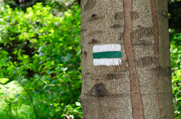 Detail of touristic marking on green hiking trails. Marks painted on the tree trunk. Symbol points right way to go. Forest navigating map.