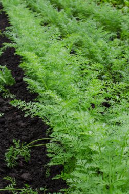 Bahçedeki havuç bahçesinde taze organik havuç yetişiyor.