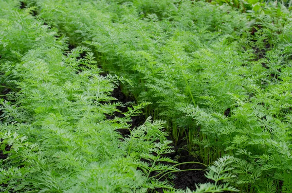 Bahçedeki havuç bahçesinde taze organik havuç yetişiyor.