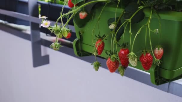 Crescer morangos orgânicos na varanda em casa. Arbustos de morango maduros em vasos. — Vídeo de Stock