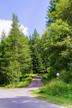 Güneşli bir yaz gününde kozalaklı bir ormanda kirli bir yol..