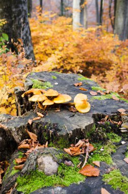 Güzel bir sonbahar ormanında yapraklı bir kütükte grup mantarı. Spruce kütüğünde yabani mantar.