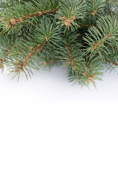 Ramo di albero di Natale su sfondo bianco — Foto Stock