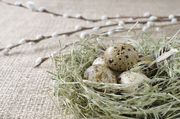 Křepelčí vejce v hnízdě s vrbovou větvičkou, zblízka — Stock fotografie