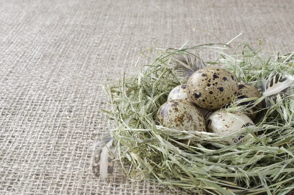 乾草の巣でウズラの卵をいくつかクローズ アップ — ストック写真