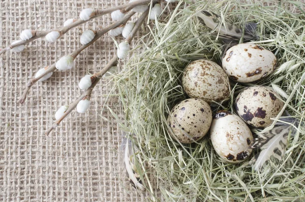 Wachteleier im Nest mit Weidenzweig, Nahaufnahme — Stockfoto