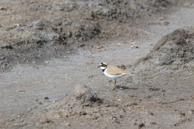 Bir evlilik elbise bahar küçük halkalı cılıbıt