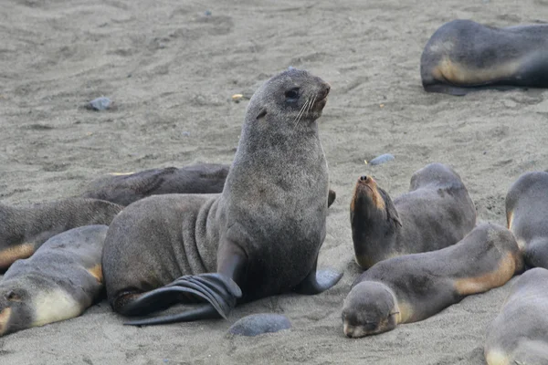 Rookery of seals on the coast of the Pacific Ocean — Stock Photo, Image