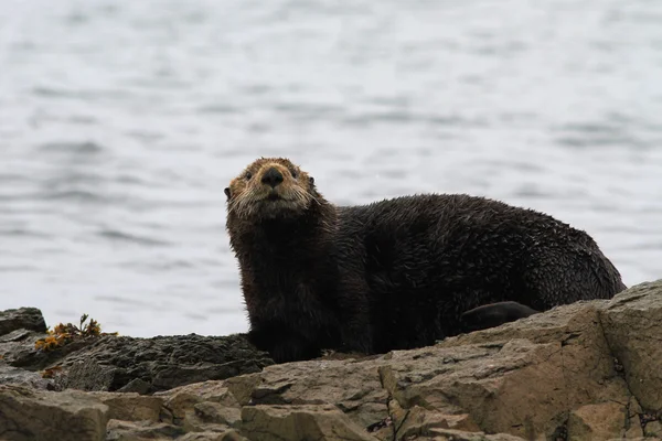 Sea otter — Stock Photo, Image
