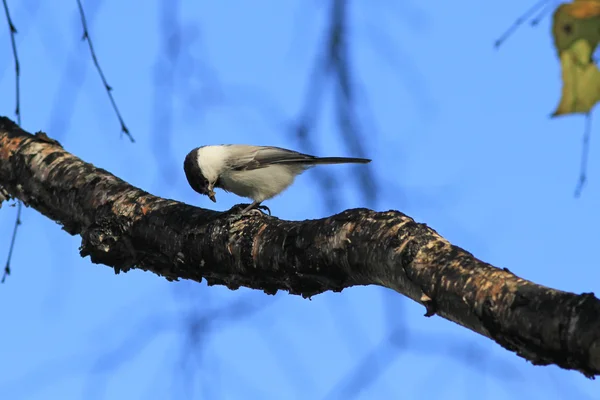 Titmouse - Willow синиця — стокове фото