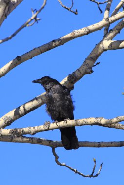 Bir ağaçta yalnız leş kargası