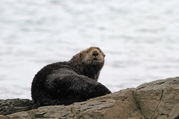 The lonely adult sea otter — Stock Photo, Image