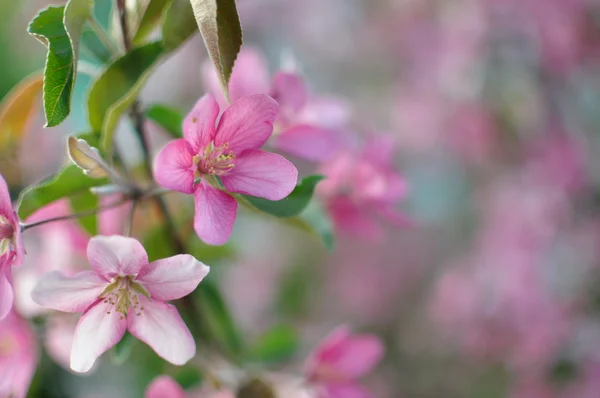 Blooming apple tree — Stock Photo, Image
