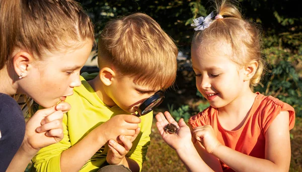 Kinder haben einen Frosch im Garten gefangen und studieren ihn mit der Lupe. — Stockfoto