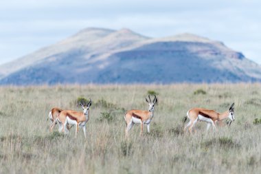 Springbok Dağ Zebra Milli Parkı'nda