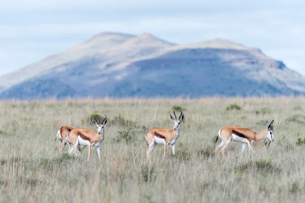 Springbok no Parque Nacional Mountain Zebra — Fotografia de Stock