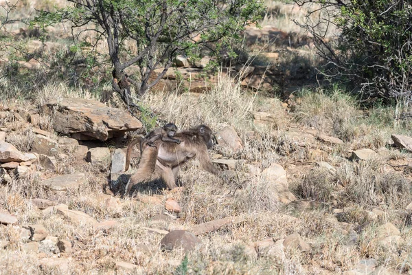 Baboon mother and baby — Stock Photo, Image