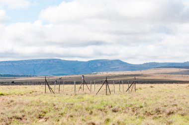 Mountain Zebra Milli Parkı'ndaki izleme alanı