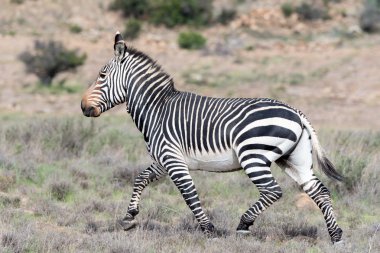 Running mountain zebra clipart