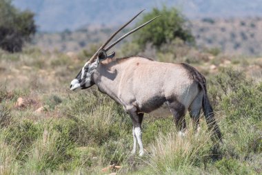 Oryx Dağı Zebra Milli Parkı'nda