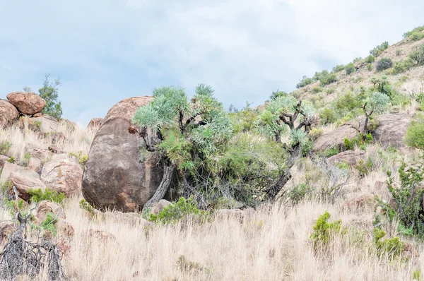 Berg kool-bomen — Stockfoto