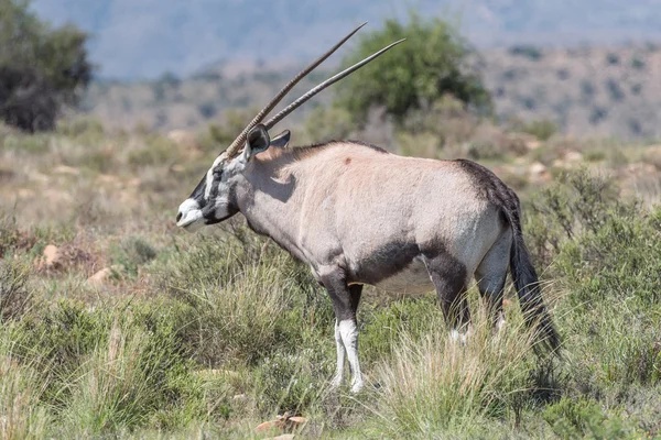 Oryx на гірському національному парку Зебра — стокове фото