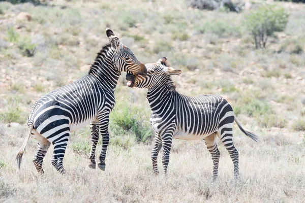 İki dağ zebra aygırları savaşıyor — Stok fotoğraf