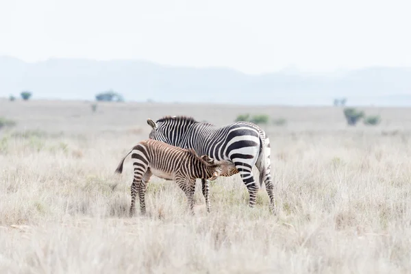 Hegyi Zebra csikó szopós — Stock Fotó