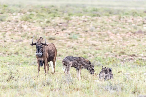 Wet black wildebeest cow and calves — Stock Photo, Image