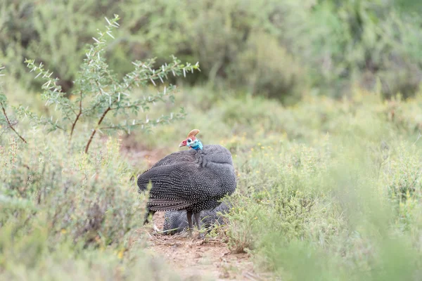 Hjälmförsedda guineafow ser tillbaka — Stockfoto