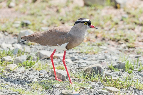 Crowned plover or crowned lapwing — Stock Photo, Image