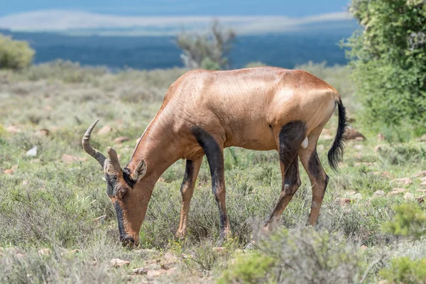 Hartebeest rojo con cuerno roto pastando —  Fotos de Stock