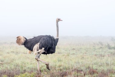 Ostrich running in the mist  clipart