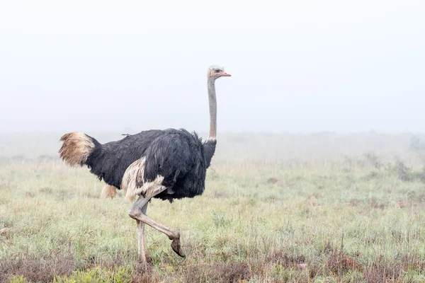 Sisin içinde çalışan devekuşu 