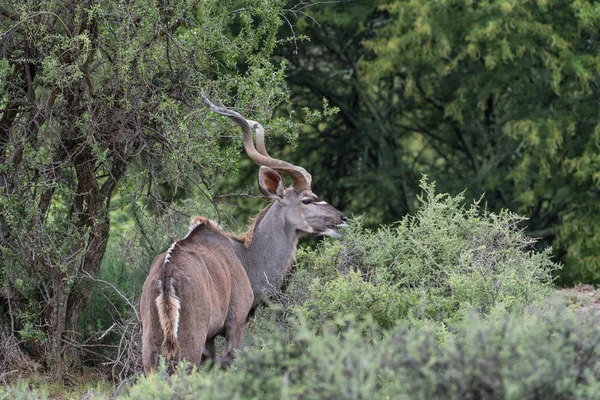 Kudu-Stier-Browsing — Stockfoto