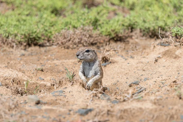 Ground squirrel peeping out from its den — Stock Photo, Image