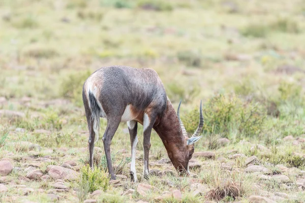 Υγρό blesbok στο εθνικό πάρκο βουνών ζέβρα — Φωτογραφία Αρχείου