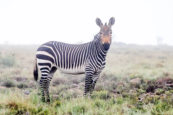 Horská zebra v mlze — Stock fotografie