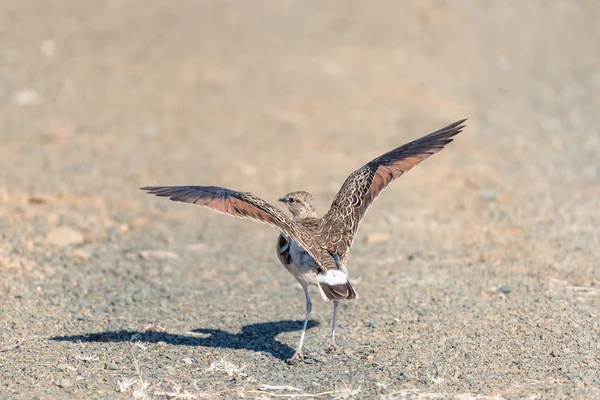 Dvojitě pruhované courser — Stock fotografie