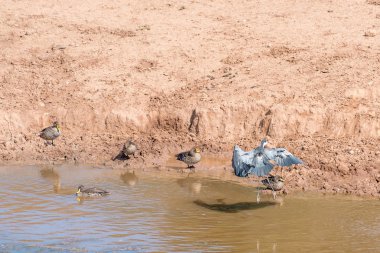 Kara başlı heron açılış