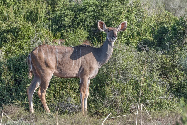 전형적인 자세 kudu 암소 — 스톡 사진
